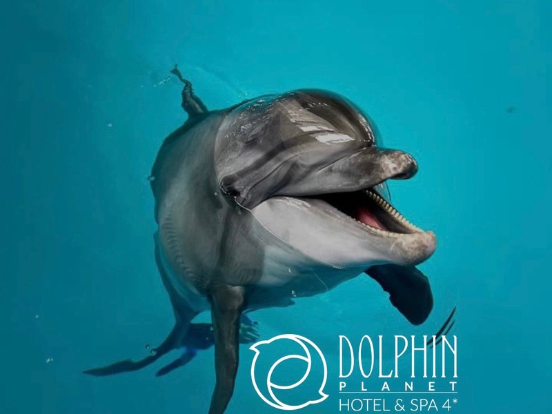 Дарим сертификат на посещение Ярославского Дельфинария! Дарим сертификат на посещение Ярославского Дельфинария!